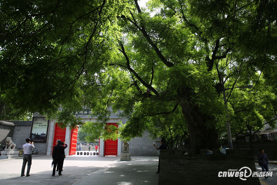截枯枝補(bǔ)空洞修古樹(shù) 書(shū)院門(mén)千年國(guó)槐重?zé)ㄉ鷻C(jī)