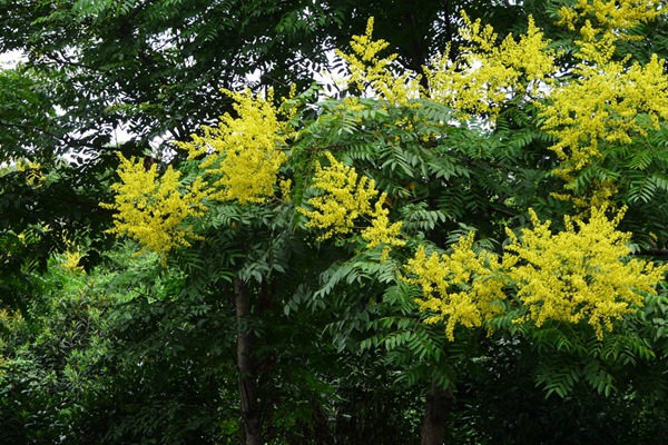 欒樹什么時候開花，花期多久