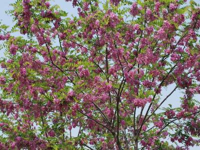 嫁接香花槐基地在哪里？