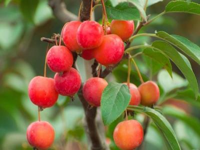 冬紅果海棠適合在南方種植還是北方種植 ？