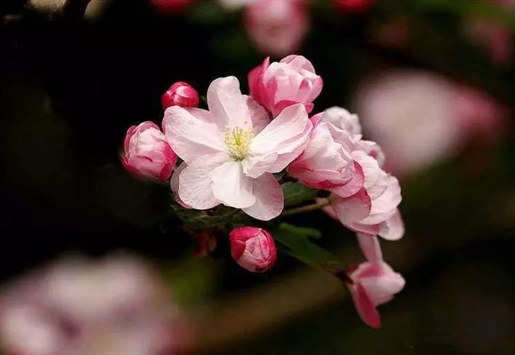 八棱海棠的果實能不能吃,八棱海棠的果實能吃嗎？