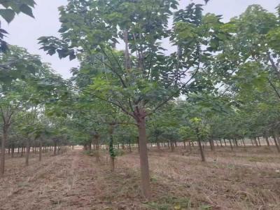 楸樹抗逆境養(yǎng)護(hù)策略_苗木價格行情免費報價